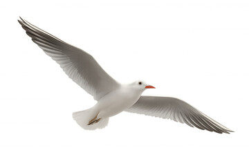 Fototapeta premium Seagull flying in full wingspan, white sea bird in motion, cutout animal on transparent background