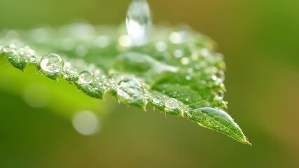 Macro slow motion footage of glistening dew drops delicately falling onto a fresh vibrant green leaf reflecting natural light creating a tranquil morning scene calm, spring, organic - Powered by Adobe