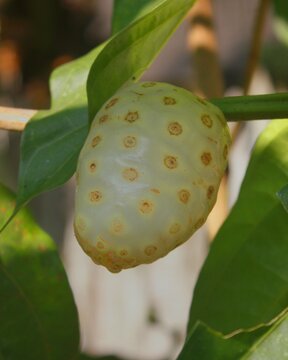 Close-up of ripe noni fruit on the tree