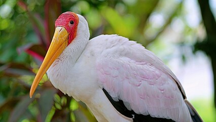 close up stork in bird park