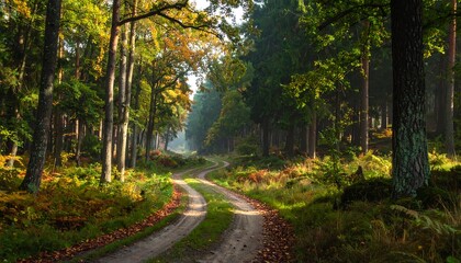 Fototapeta premium Sunlit Path Through the Forest - A Serene Woodland Scene.
