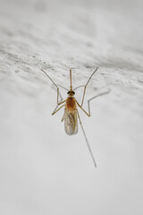 Detail of a female mosquito on a white wall.
