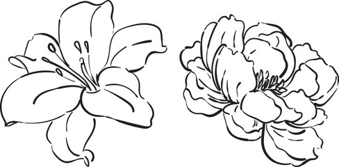 Botacinal Flowers LIne art