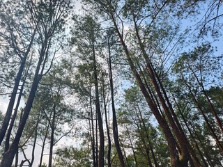 Majestic Pine Forest Canopy Reaching Towards the Sunlit Sky