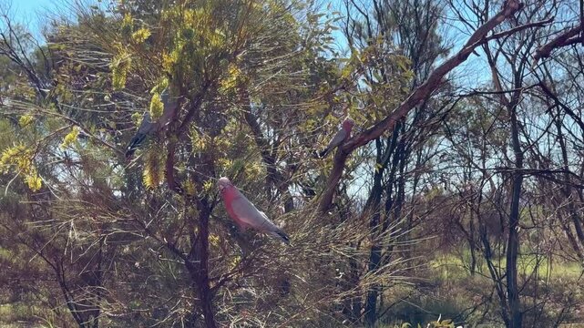 flock of pink Galahs, Eolophus roseicapilla, pink and grey cockatoo sitting in a Eucalypt tree on the camp ground of Karijini national park in the Pilbara, western Australia.
