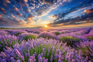 Obraz premium Serene Sunrise Over a Lavender Field, a Breathtaking Panorama of Purple Blossoms Bathed in Golden Light