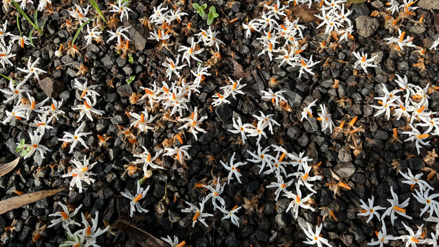 Delicate Parijat Flower Blossoms in Morning Light