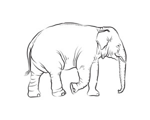 Line drawing of elephant, Asian elephant, Thai elephant, black line drawing separated from white background.