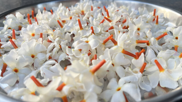 Fresh White Parijat Flowers with Orange Stems