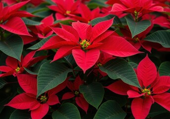 Vibrant red poinsettias bloom in lush green foliage