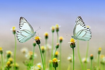 Graceful butterflies with colorful wings dance above the blooming flowers.