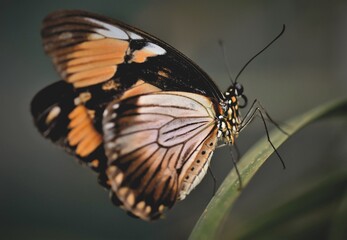 Graceful butterflies with colorful wings dance above the blooming flowers.