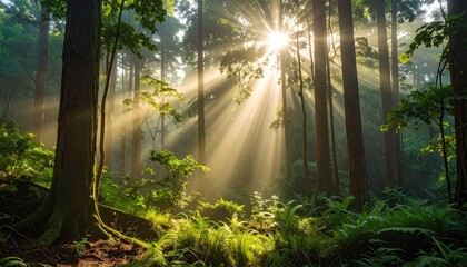 Sunbeams filter through lush green forest trees illuminating a dense undergrowth of plants and foliage in the morning light.