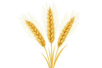 Fototapeta premium Golden wheat ears growing, cereal grain harvest, agriculture and food production concept with transparent background