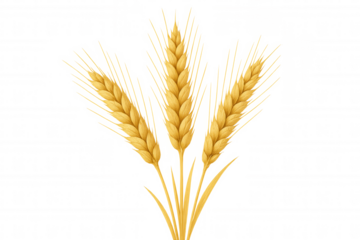 Golden wheat ears growing, cereal grain harvest, agriculture and food production concept with transparent background