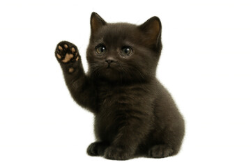 Obraz premium Black kitten waving paw, a small furry pet greeting, playful animal raising a paw for hello or attention