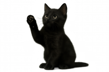 Black kitten sitting up and raising paw, looking curious with big eyes, saying hello or waving