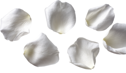 Seven white rose petals, arranged loosely on a transparent background