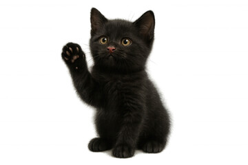 Obraz premium Black kitten raising paw, waving hello, looking at camera, cute pet on transparent background