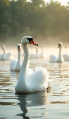 Fototapeta premium Swans-3