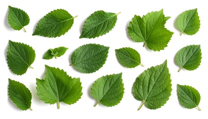 Fototapeta premium Array of vivid green leaves arranged on a clean white surface