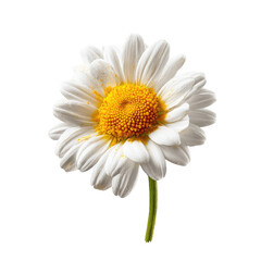 Freshly Picked Chamomile Blossom with Bright Yellow Center on Transparent Background
