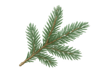 Obraz premium Fir tree branch with snow, isolated on transparent background