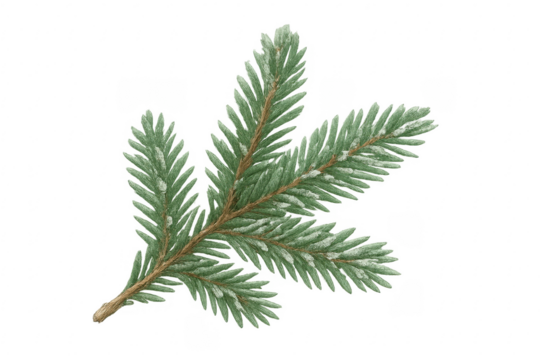 Fir tree branch with snow, isolated on transparent background