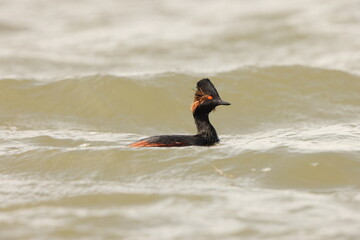Eurasian black-necked grebe or eared grebe (Podiceps nigricollis nigricollis) is a member of the grebe family of water birds. This photo was taken in Japan. 