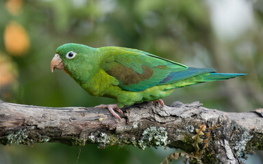 Orange-chinned Parakeet (Brotogeris jugularis) perched on a branch in natural habitat, Colombia