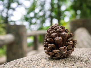 秋の公園に落ちた松ぼっくり
