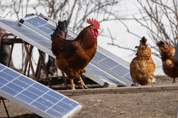 Rooster and Hens beside Solar Panels on Farm