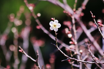 一輪だけ咲いた梅の花