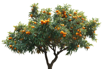 Lush citrus tree laden with ripe fruit