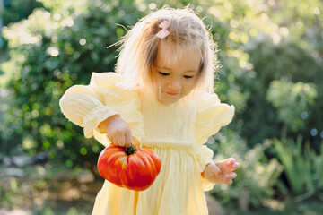 Little girl holding a big fresh tomato in summer garden.