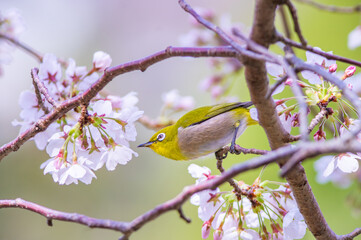 桜の花とメジロの共演