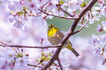 桜の花とメジロの共演
