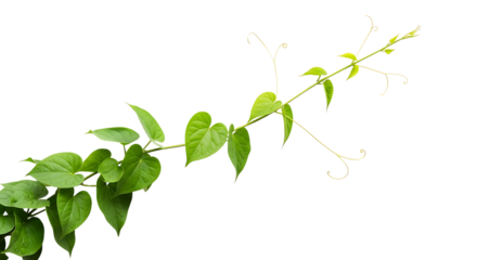 Green vine with heart shaped leaves isolated on transparent background