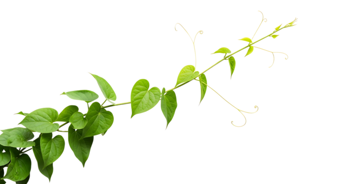 Green vine with heart shaped leaves isolated on transparent background