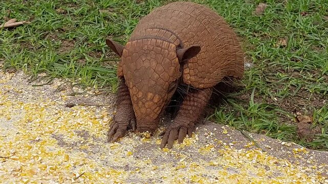 Tatu comil&atilde;o