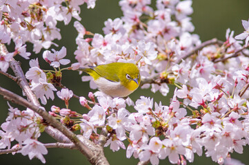桜の花とメジロの共演