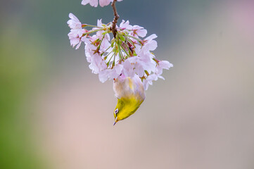桜の花に逆さにぶら下がるメジロ