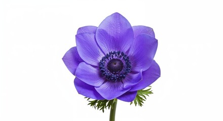 Obraz premium Enchanting Purple Flower: The captivating bloom of a single, vibrant purple flower, displaying its delicate petals and intricate details against a clear backdrop.