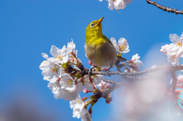 青空と桜に映えるメジロ