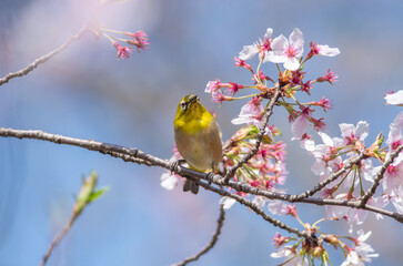 桜の花と空を見上げるメジロ