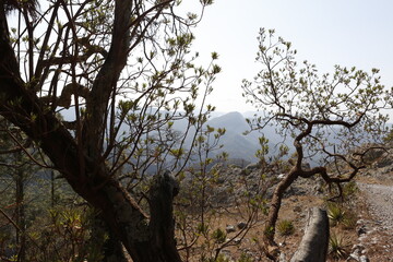 MONTAÑAS DE LA SIERRA DE SINALOA MEXICO