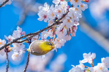 桜の花とメジロと青空