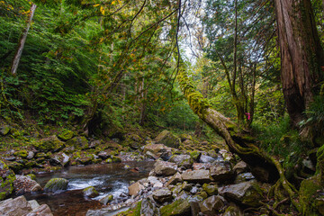 Fototapeta premium 深山の渓流 秋（ 飛騨小坂） 2025年10月中旬撮影