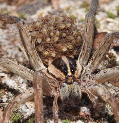 Female Wolf Spider Carrying Spiderlings on Back