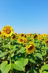A field of blooming sunflowers stretching towards the horizon, symbolizing growth, agriculture, and natural bounty. A sweeping panoramic view of a vibrant sunflower field stretching to the horizon